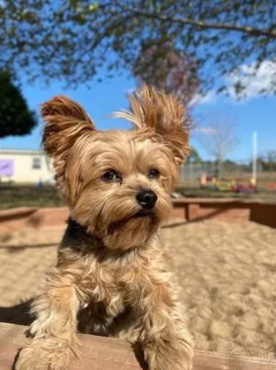 puppy image